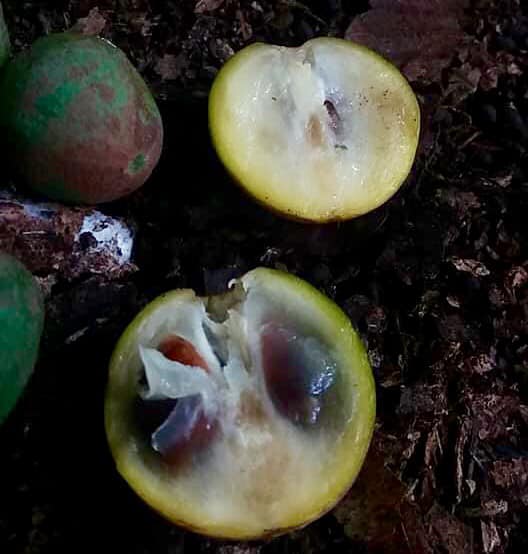 Chrysophyllum Lucentifolium Fruit Plant: A Rare Tropical Delight