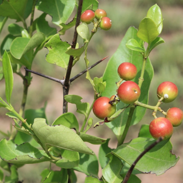 Climbing Num Num Live Plant (Carissa spinarum)