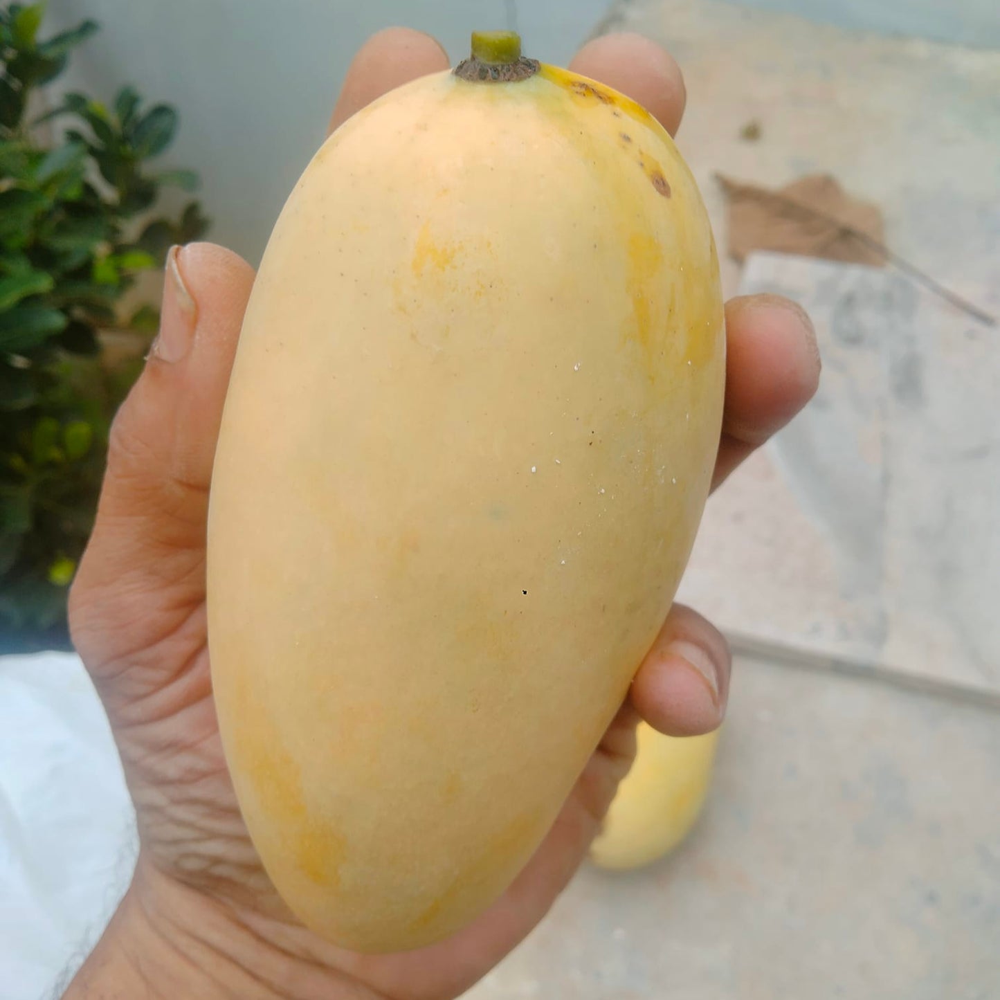 Catimon Mango (Katimon Mango) Live Plant