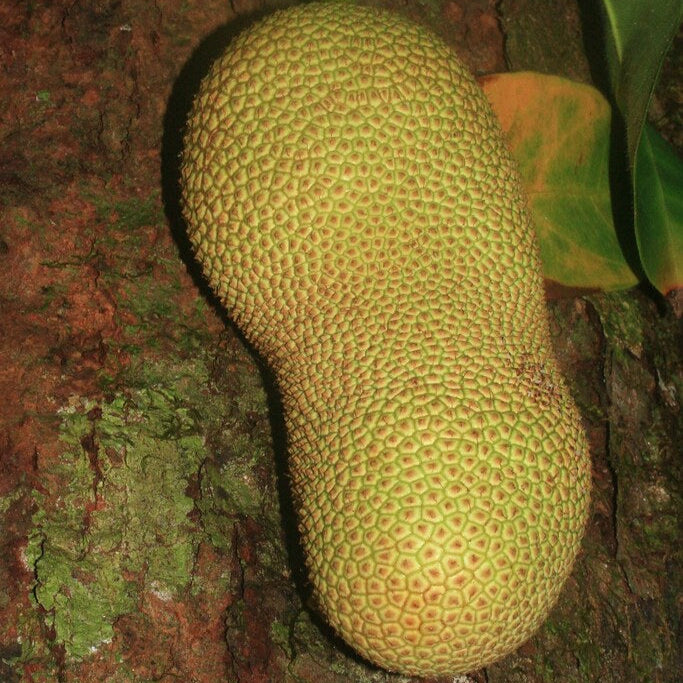 Cempedak Fruit Plant (Artocarpus integer)