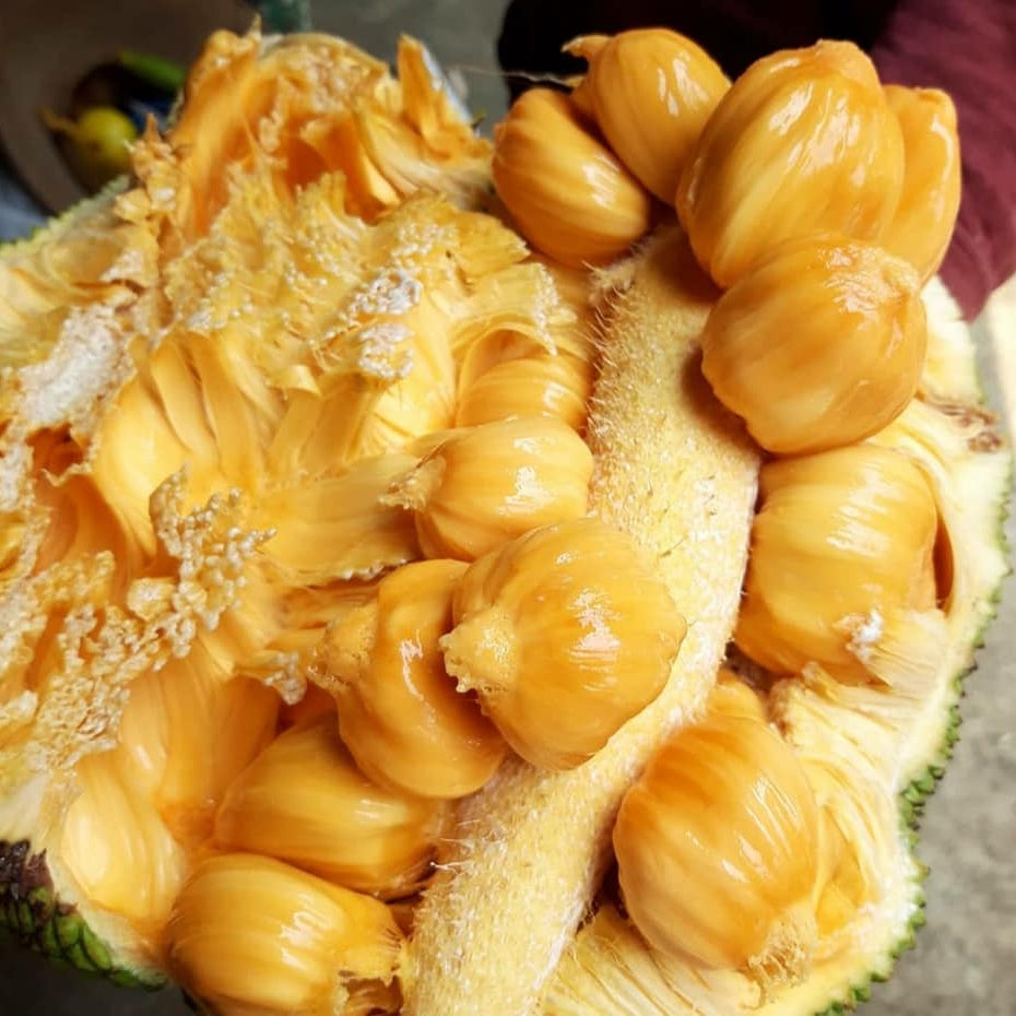 Cempedak Fruit Plant (Artocarpus integer)