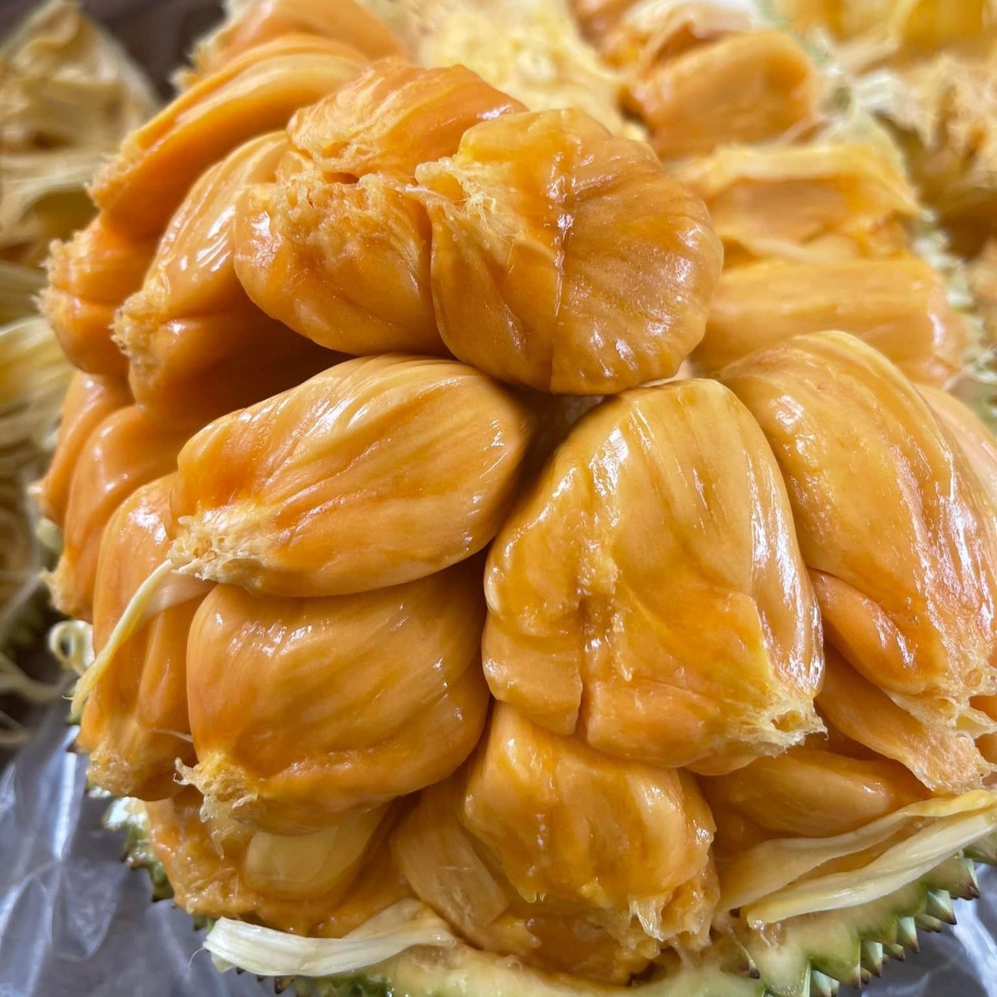 Cempedak Fruit Plant (Artocarpus integer)