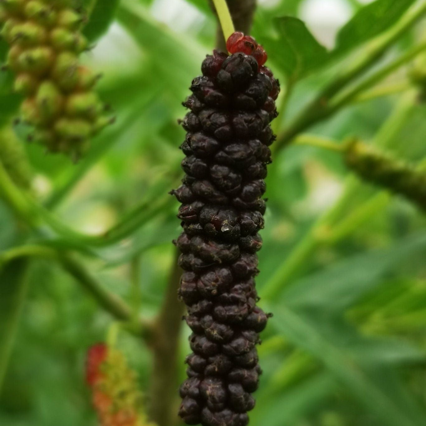 Chicken Claw Mulberry Live Plant (Morus trilobata)