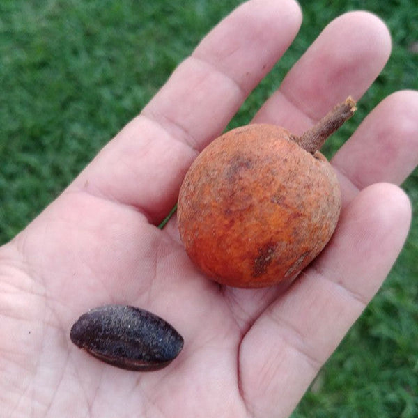 Abiurana: The Rare Tropical Delight (Chrysophyllum prieurii)