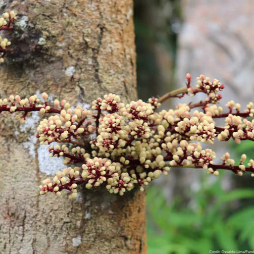 Chytranthus mannii Live Plant (Chytranthus mannii )