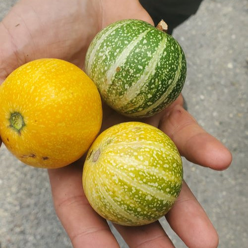 Cionosicys Excisus Live Plant