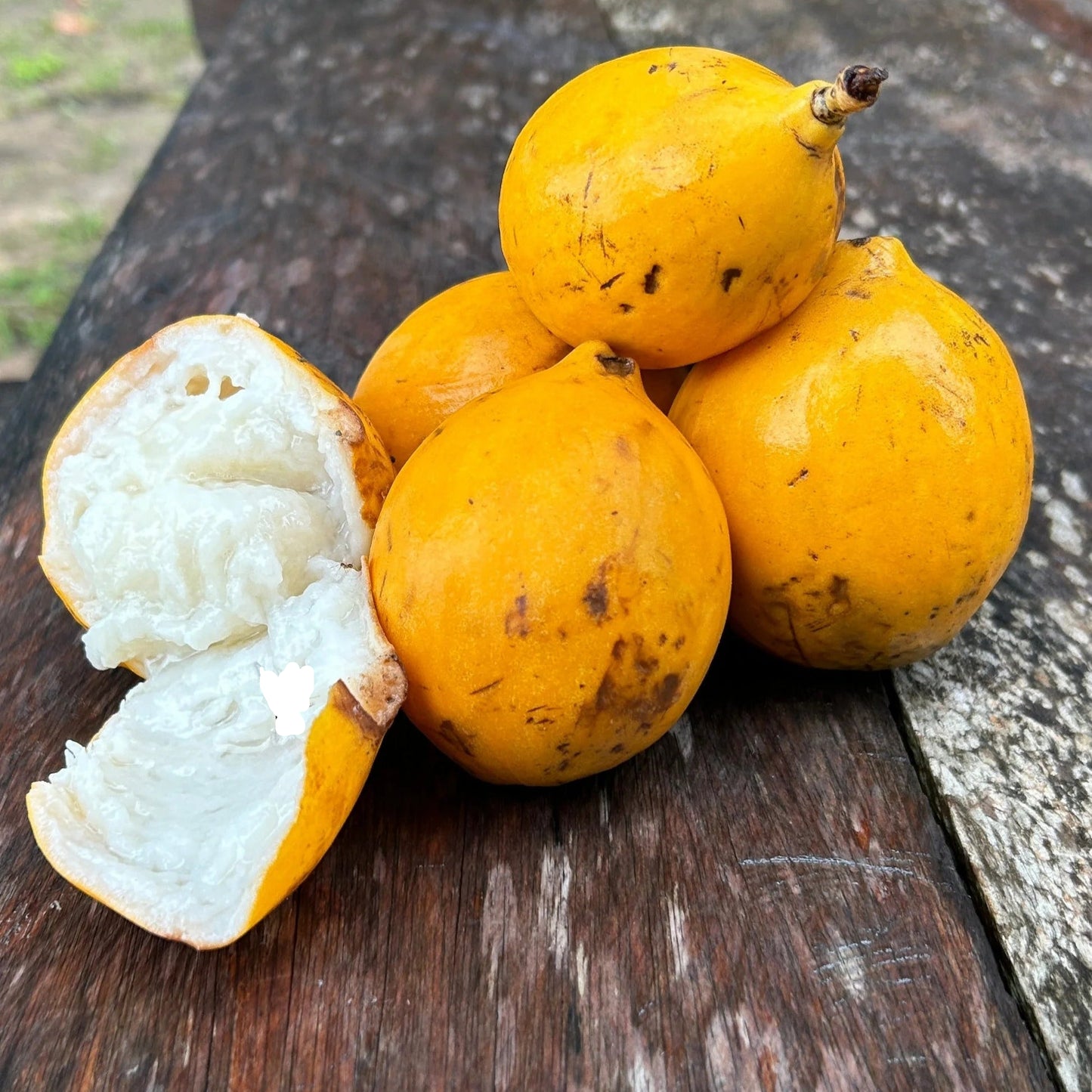 Clausa Fruit Plant (Plinia clausa)