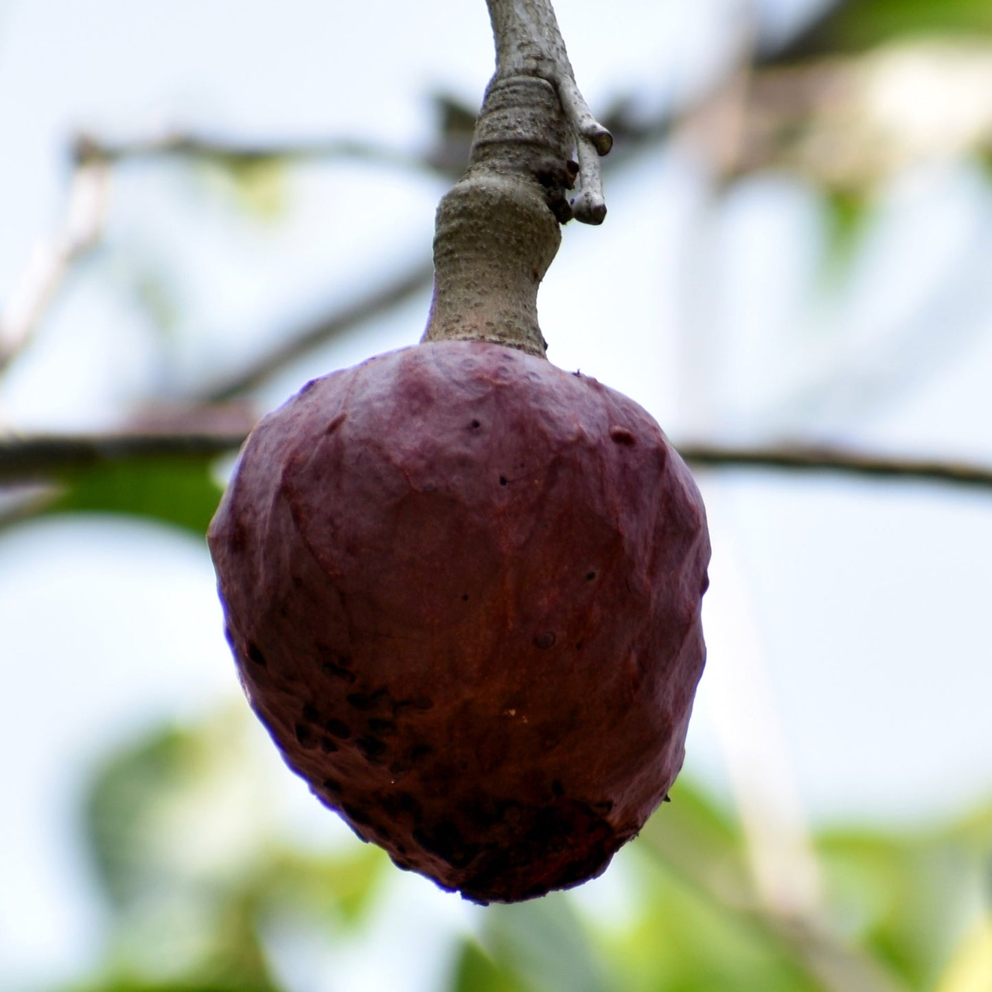 Red Cherimoya Fruit Plant ( Annona Reticulata )
