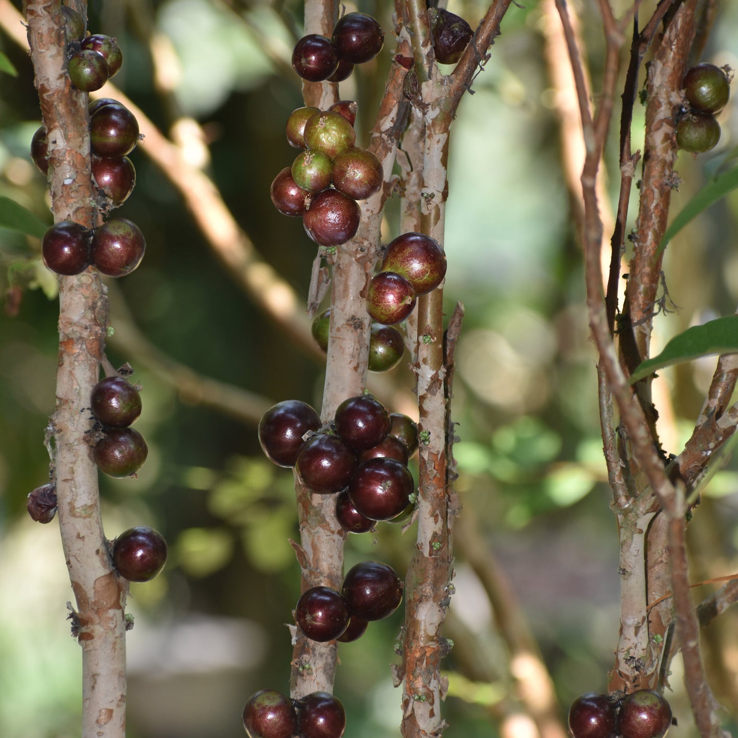 Jaboticaba Escarlate Fruit Plant (Plinia sp.)