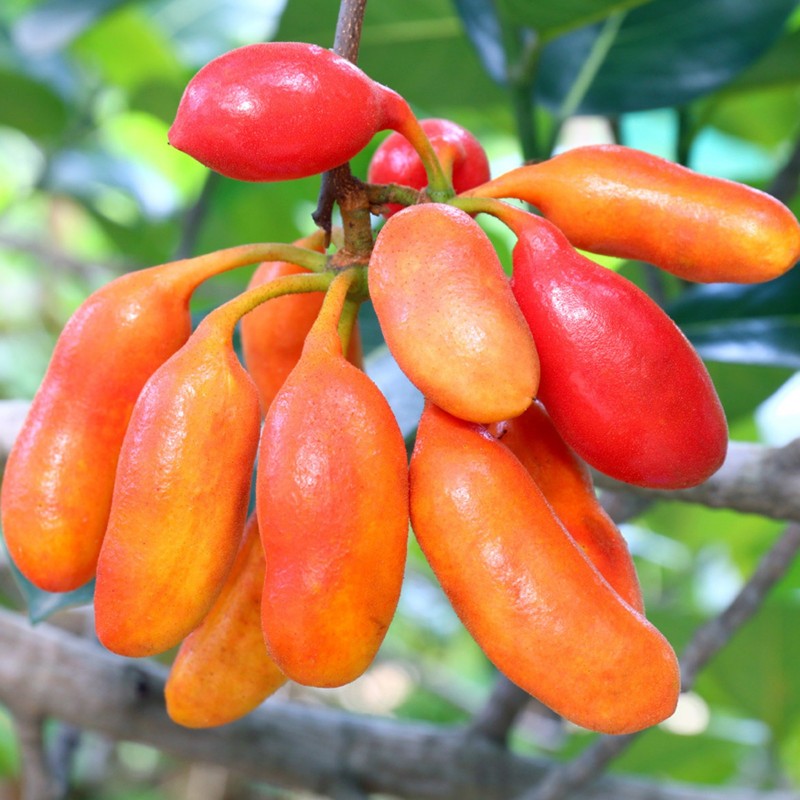 Dunal Fruit Live Plant ( Uvaria Rufa )