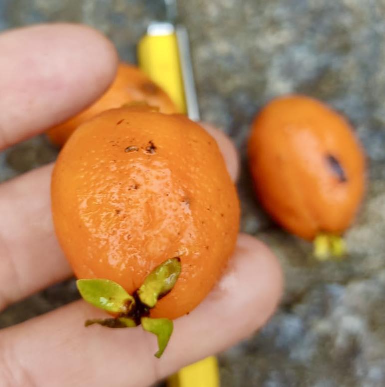 Eugenia sp Labisia Live Plant