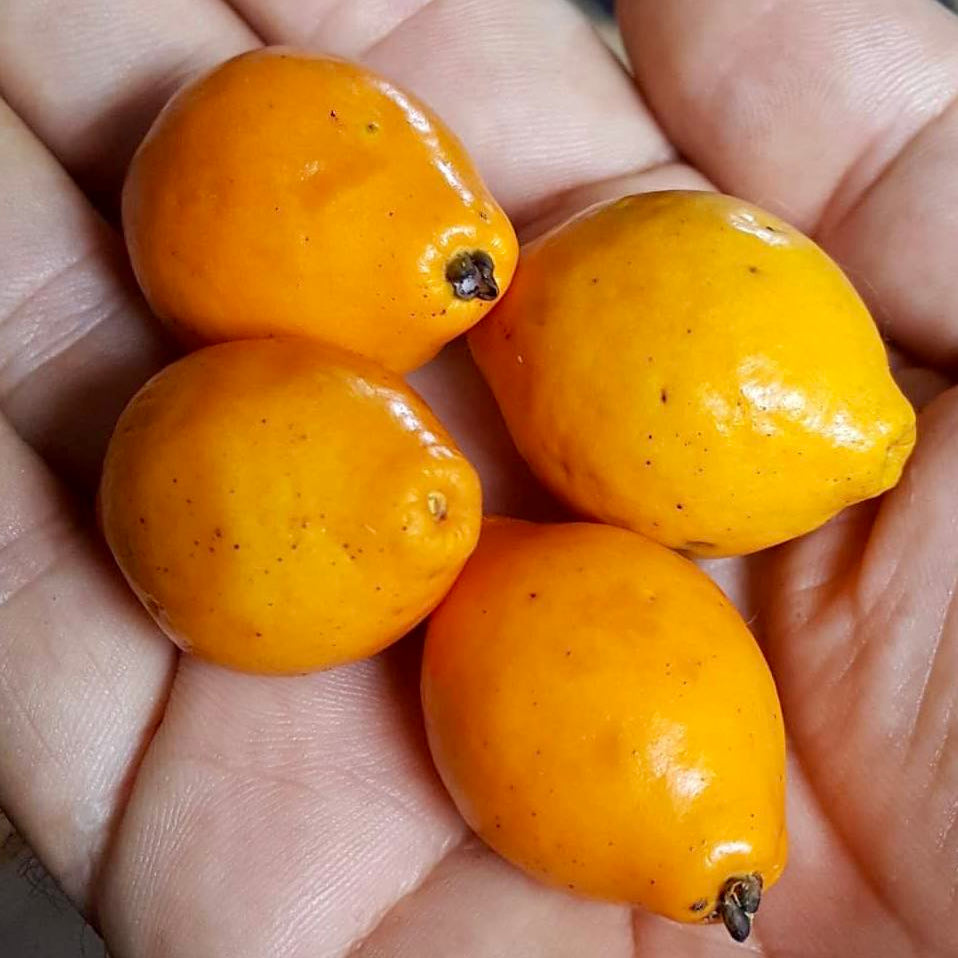 Copacabana Guava Live Plant (Eugenia copacabensis)