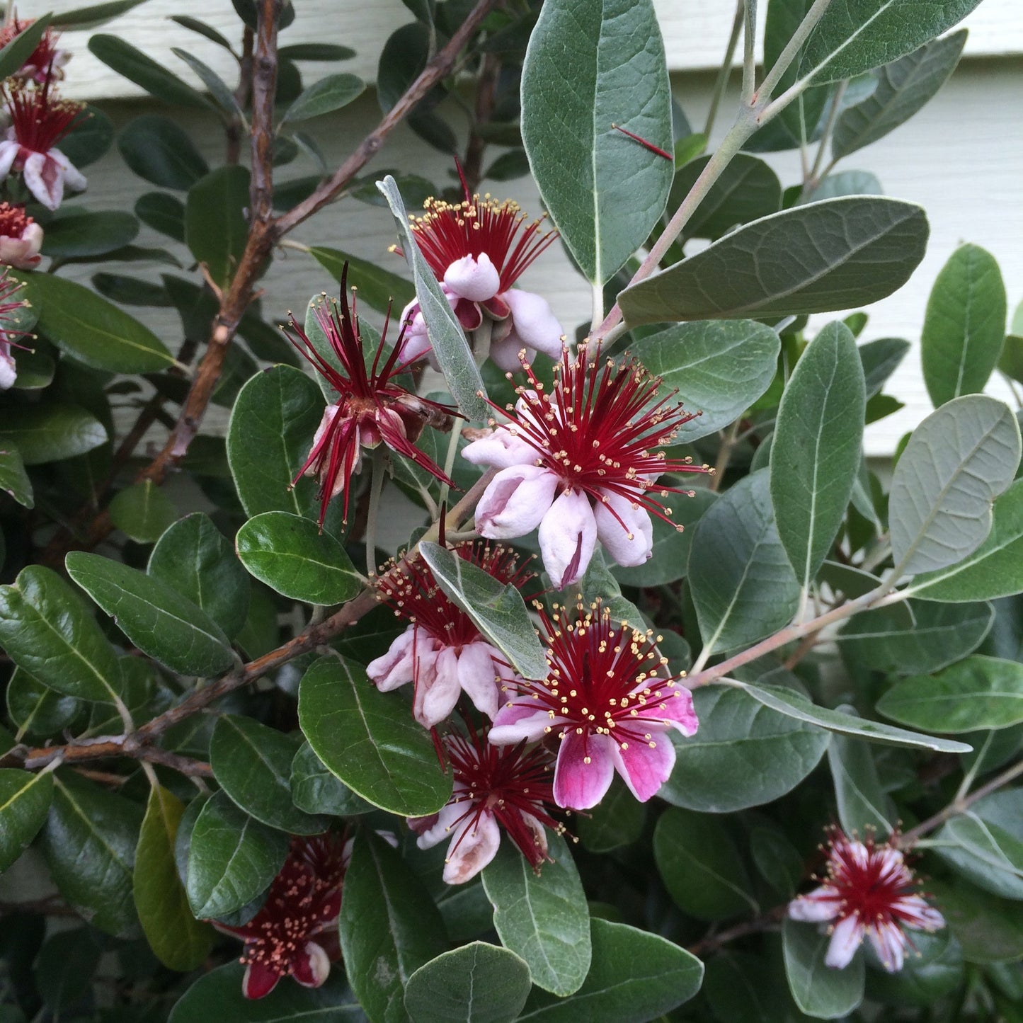 Feijoa Fruit Plant (Acca sellowiana)