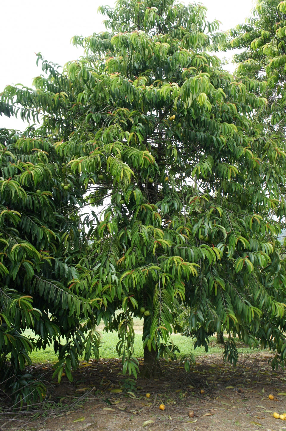 Asam Gelugur Live Plant (Garcinia atroviridis)