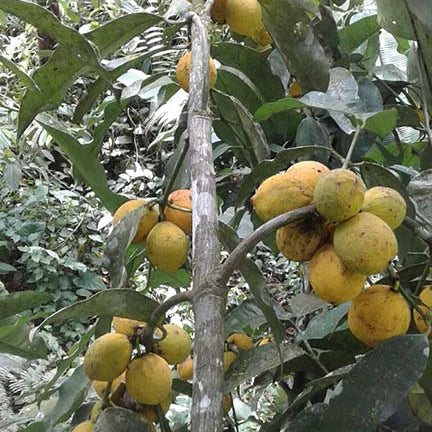 Lindero Fruit Plant (Garcinia sp. Lindero)