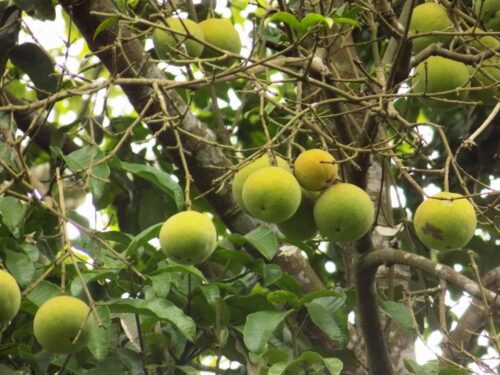 Garcinia Kola Live Plants (Garcinia Kola)
