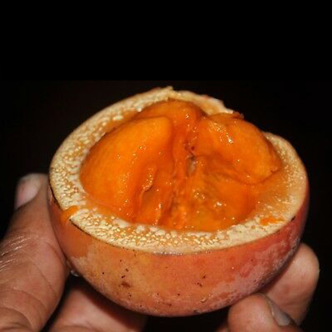 Garcinia Kola Live Plants (Garcinia Kola)