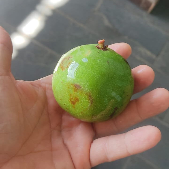 Garcinia bahiensis Live Plant