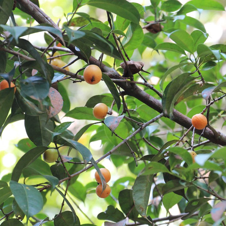 Asam Kandis Live Plant (Garcinia parvifolia)