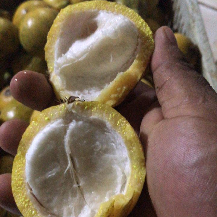 Garcinia sp. De Bico Seeds Fruit Plant