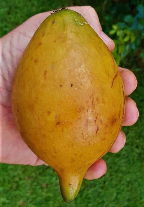 Giant Pungara Fruit Plant (Garcinia macrophylla)
