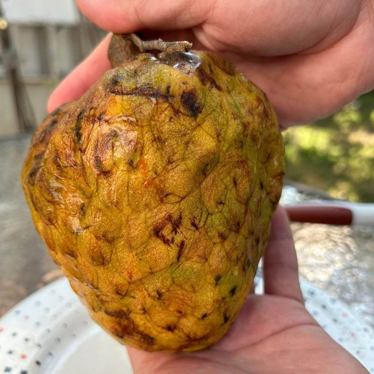 Annona reticulata "Gran Hercules" Live Plant (Annona reticulata "Gran Hercules")