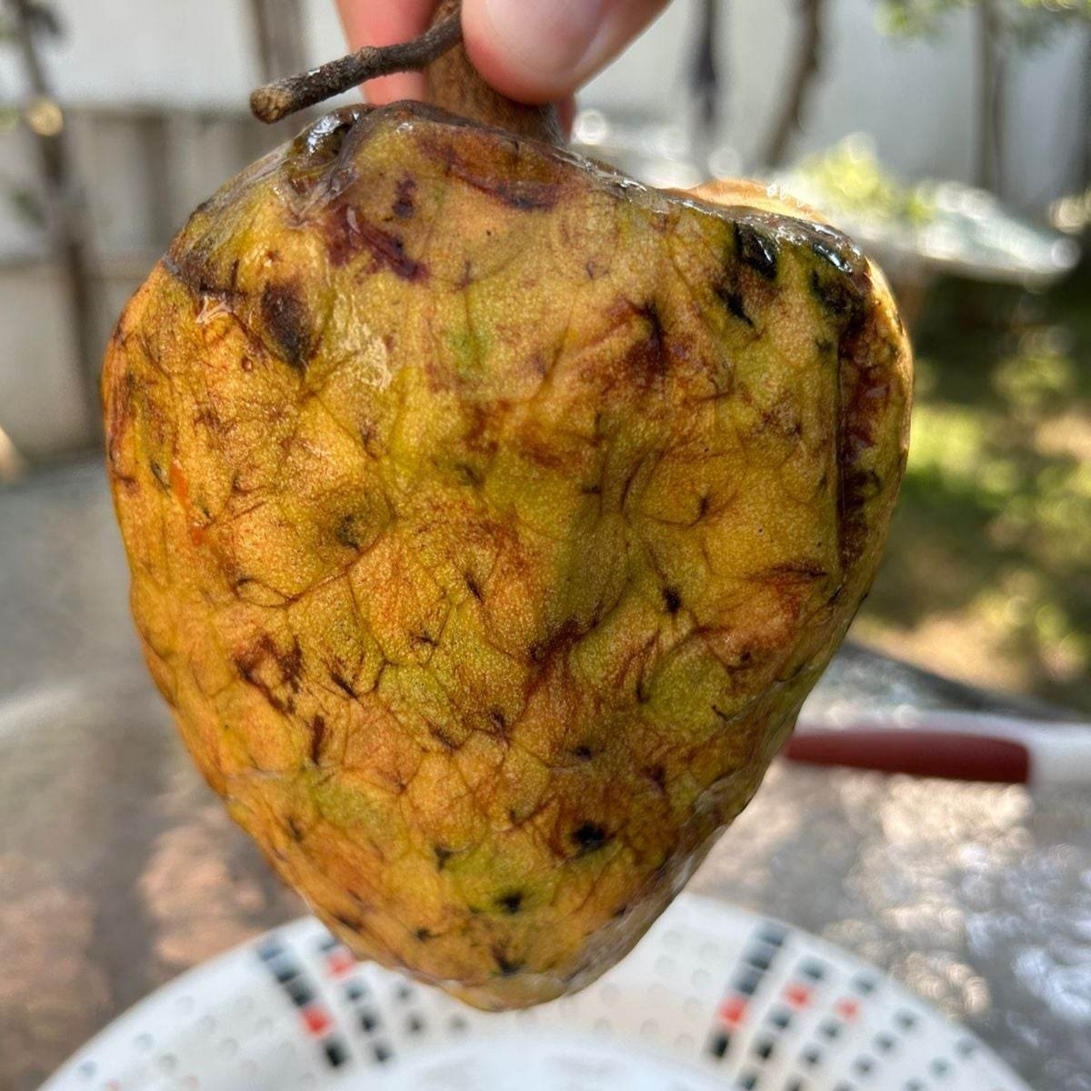 Annona reticulata "Great Emerald (Annona Reticulata )