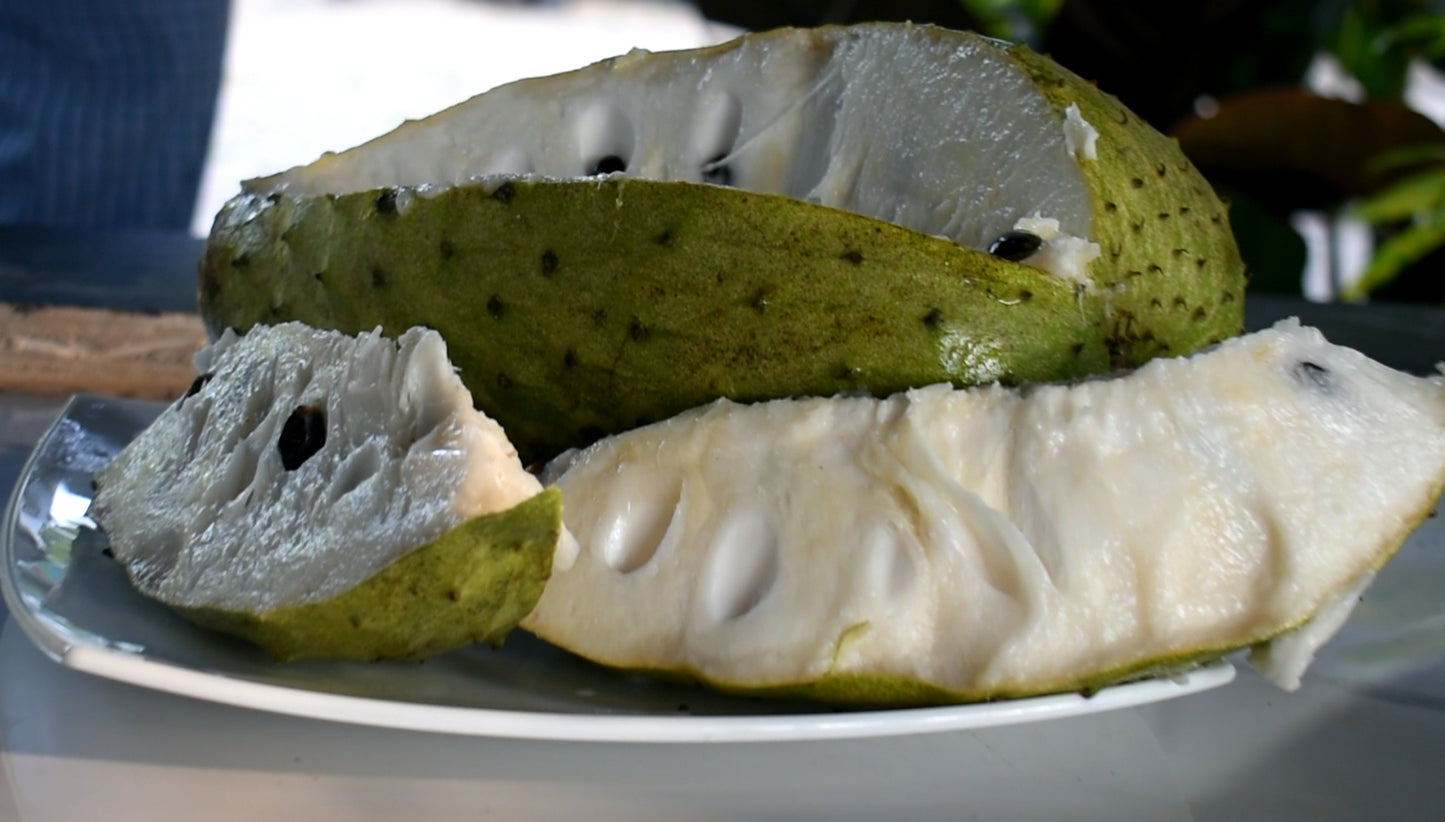 Honey Sour Sop Live Plant (Annona muricata)