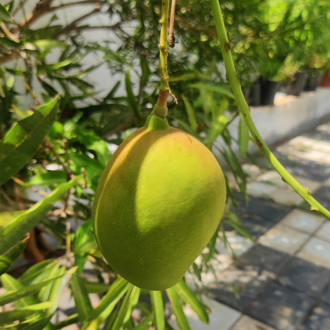 Nasik Pasand Mango Live Plant (mangifera indica)