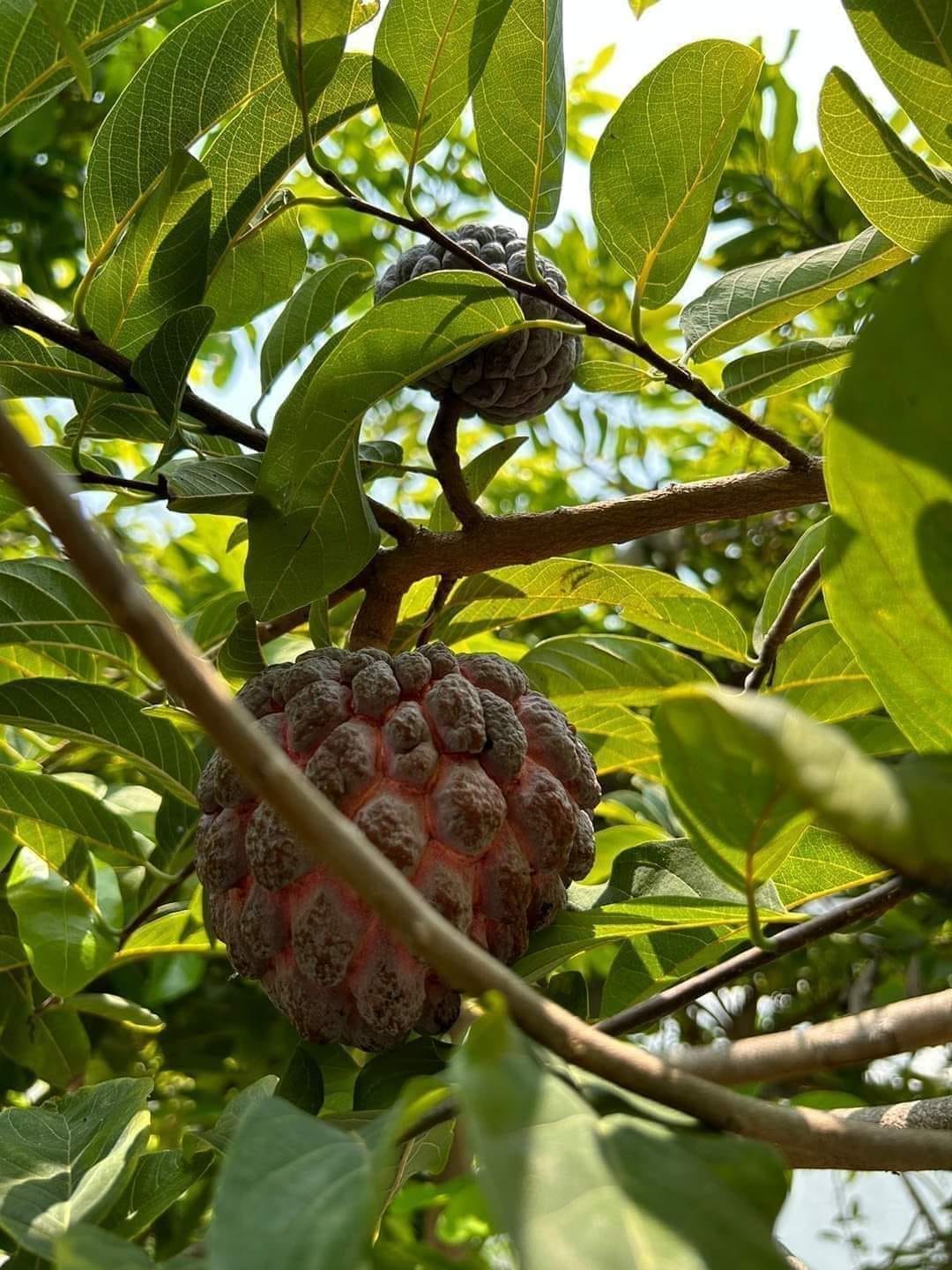 Isan Indigo sugar Apple live Plant (Anona Squamosa)