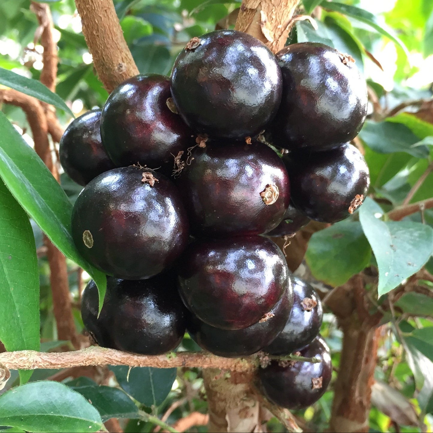 Jaboticaba Grimal Fruit Plant (Brazilian Grape Tree, Jaboticabeira)