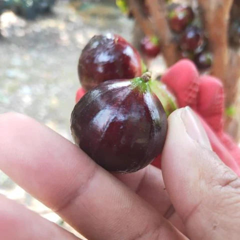 Big Red Pouch Jaboticaba Fruit plant (Plinia Sp)