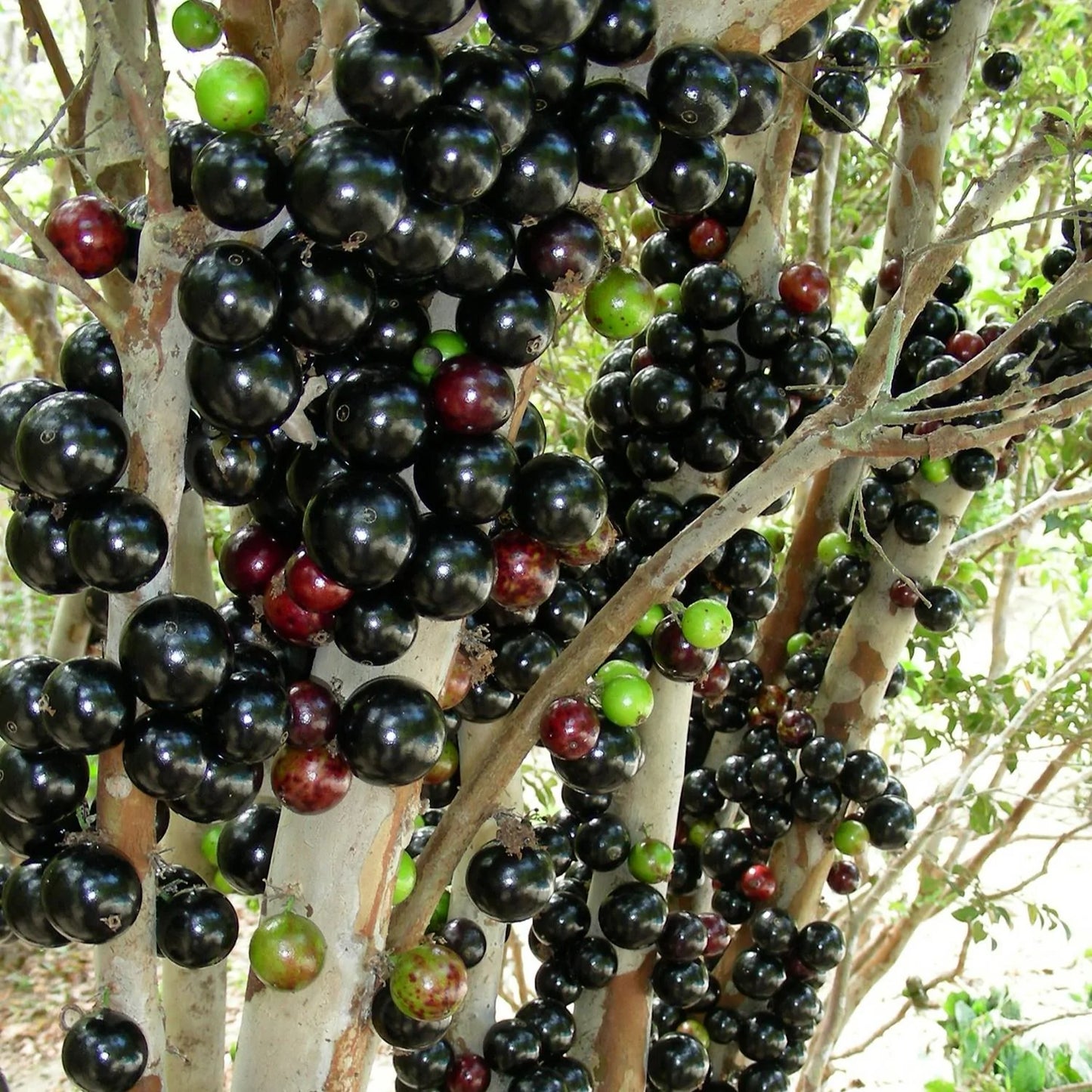 Jaboticaba Precoce Fruit Plant (Brazilian Grape Tree)