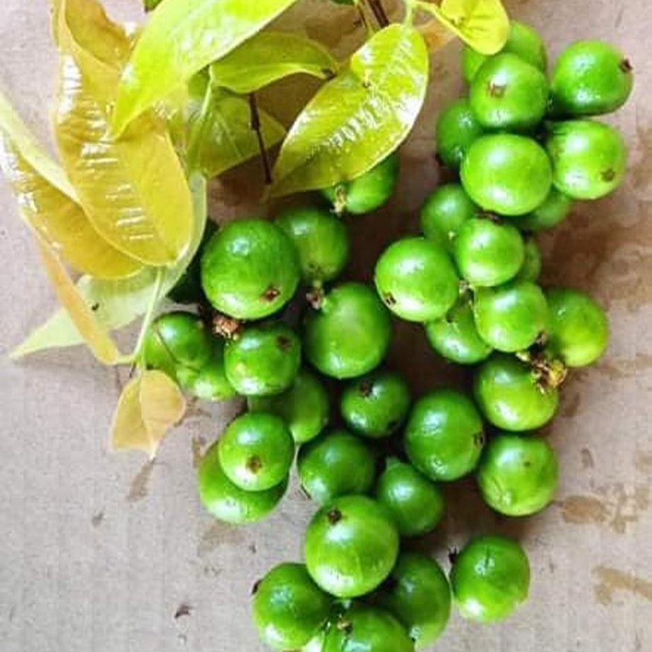 Cristal Green Fruit Plant (Brazilian Grape Tree, Jaboticabeira )