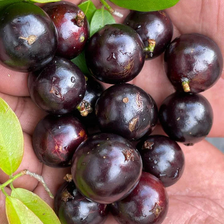 Jaboticaba Sabara Fruit Plant (Plinia Cauliflora)