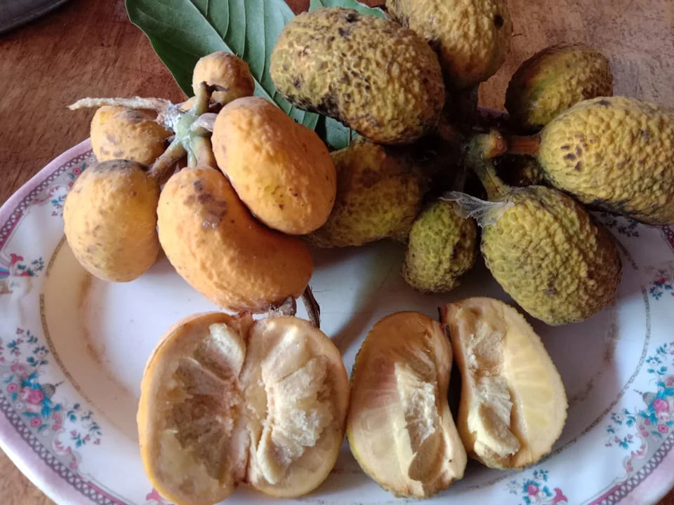 Korn Fruit Plant (Annona sp)