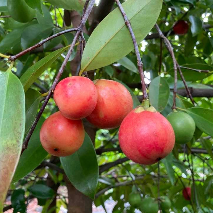 Kowa fruit Plants (Garcinia Kowa)