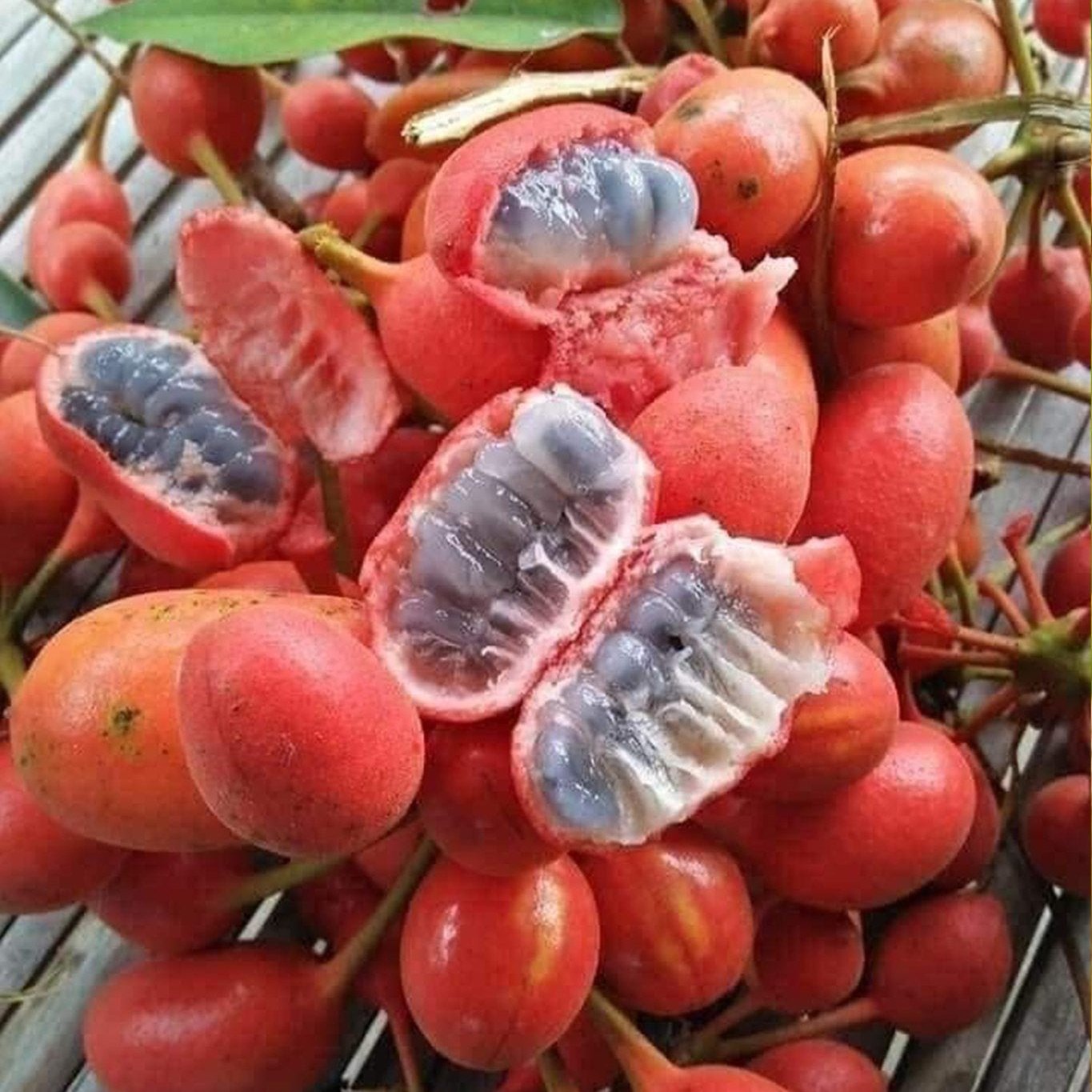 Kriel Fruit Plant (Uvaria Sp)