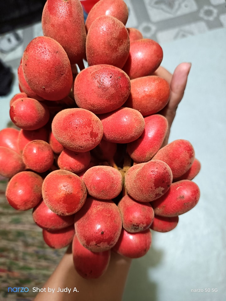 Kriel Fruit Plant (Uvaria Sp)