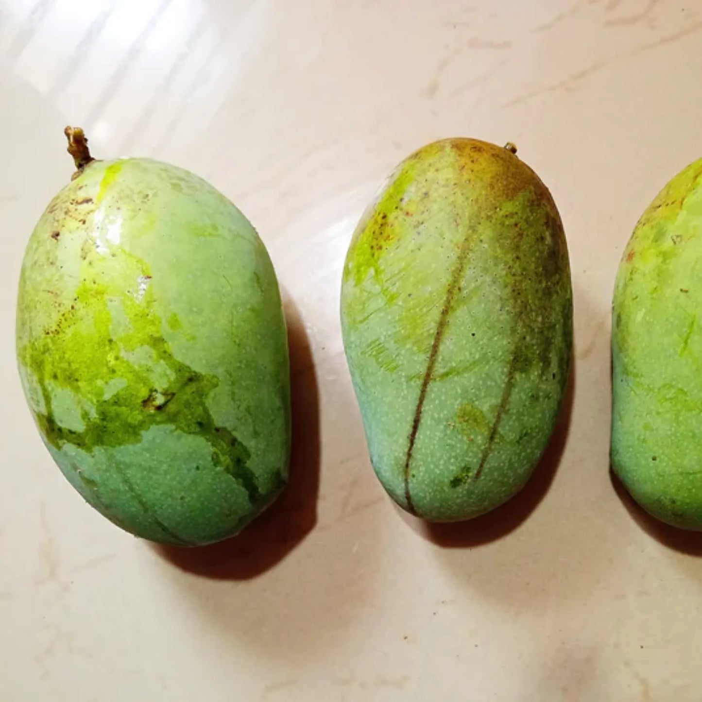 Kolomb Mango Live Plants