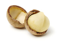 Macadamia Nut Fruit Plant (Macadamia integrifolia)
