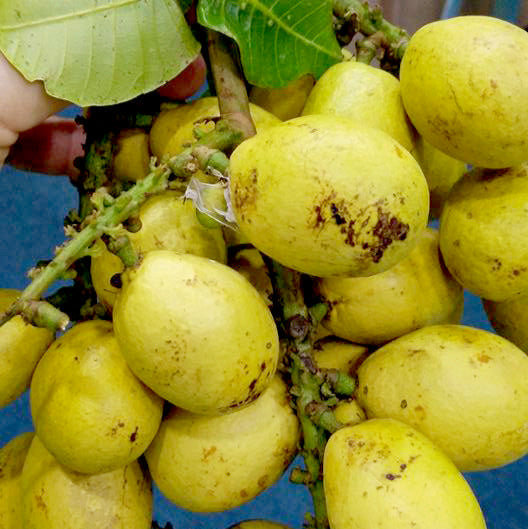 Yellow Matoa Live Plant (Pometia Pinnata)