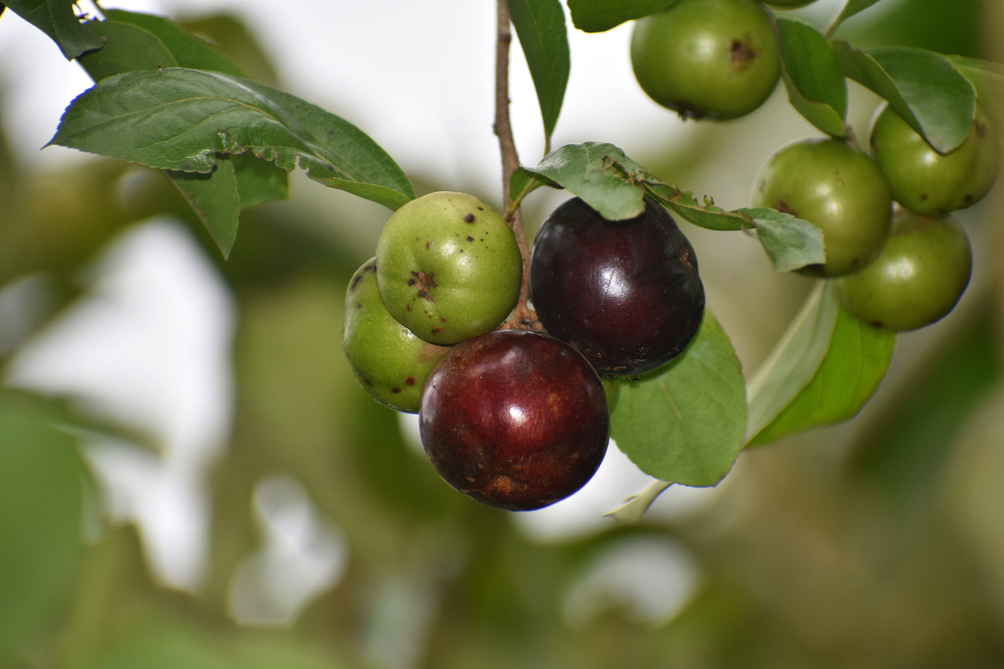 Manila Cherry (Flacourtia SP): A Tropical Delight for Your Garden Add an Exotic and Sweet-Tasting Fruit Tree