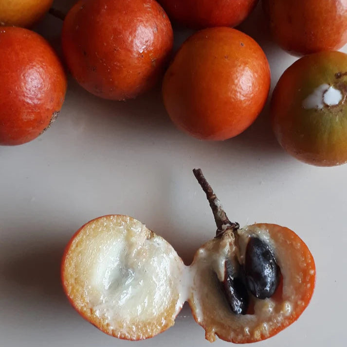 Black Massaranduba: A Rare and Resilient Fruit Plant (Manilkara salzmannii)
