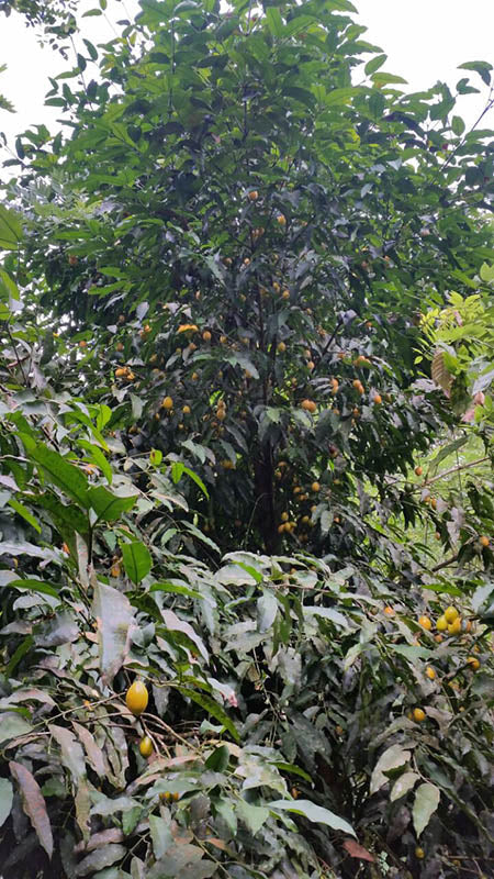 Medrono (Garcinia sp. Medrono) Live Plant