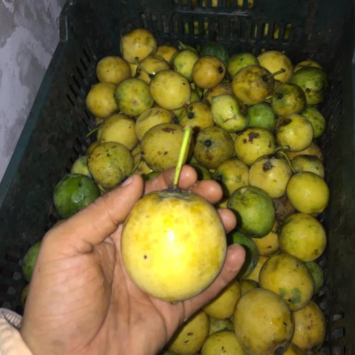 Mexican Garcinia Fruit Plants (Luc's) (Garcinia mexicana)