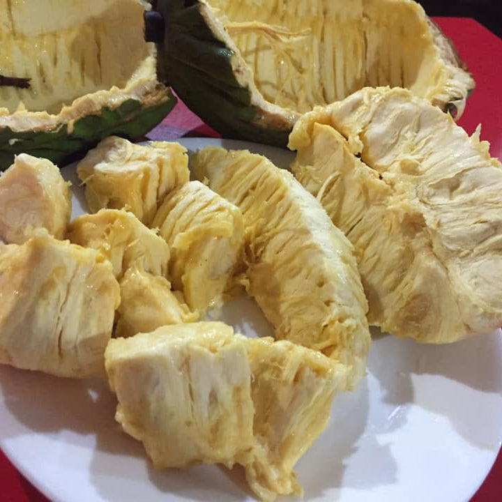 Mocambo Fruit Plants (White Cacao) (Theobroma Bicolor)
