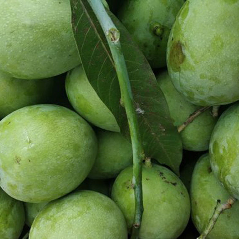 Moovanden Mango Live Plants