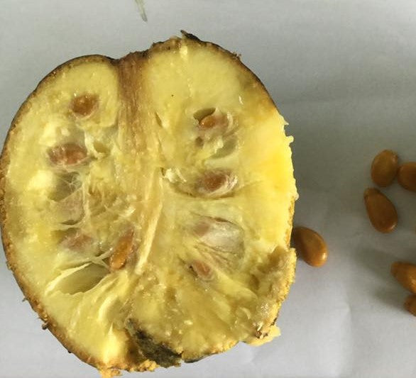 Mountain Soursop Fruit Plants ( Annona Montana )