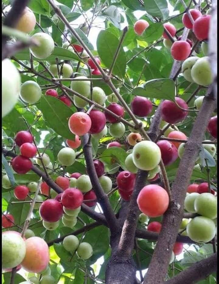 Mundar Fruit Plants (Garcinia Forbesii)